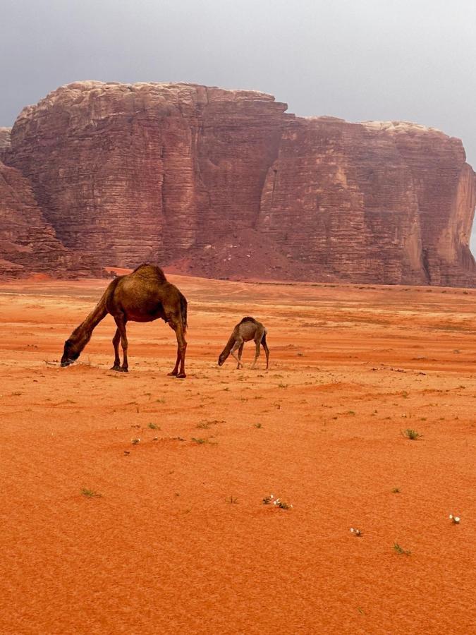 Wadi Rum Oryx Hostel & Tours Екстериор снимка